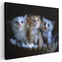 Tablou 3 pisicute in cosulet 3061