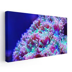 Tablou anemone de mare corali albastru roz 1868 - Afis Poster Tablou anemone de mare corali albastru roz pentru living casa birou bucatarie livrare in 24 ore la cel mai bun pret.