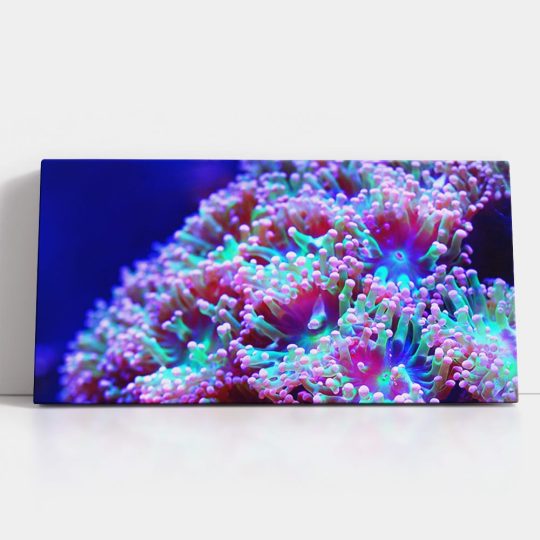 Tablou anemone de mare corali albastru roz 1868 detalii tablou - Afis Poster Tablou anemone de mare corali albastru roz pentru living casa birou bucatarie livrare in 24 ore la cel mai bun pret.