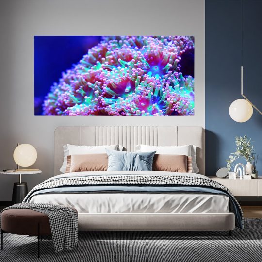 Tablou anemone de mare corali albastru roz 1868 tablou dormitor - Afis Poster Tablou anemone de mare corali albastru roz pentru living casa birou bucatarie livrare in 24 ore la cel mai bun pret.