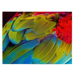 Tablou aripa papagal Ara detaliu rosu verde albastru 1595 front - Afis Poster Tablou aripa papagal Ara pentru living casa birou bucatarie livrare in 24 ore la cel mai bun pret.