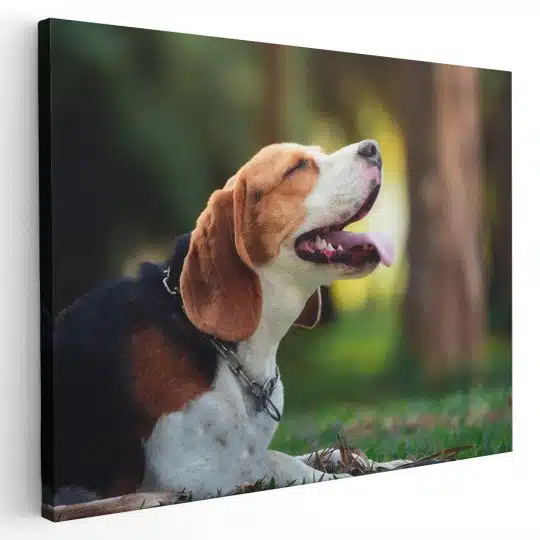 Tablou caine Beagle in natura 4175