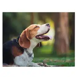 Tablou caine Beagle in natura 4175 front