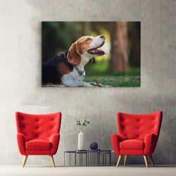 Tablou caine Beagle in natura 4175 hol