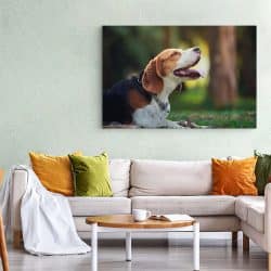 Tablou caine Beagle in natura 4175 living 1