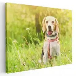 Tablou caine Beagle in natura 4188