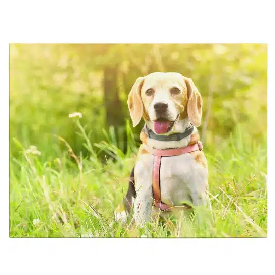 Tablou caine Beagle in natura 4188 front