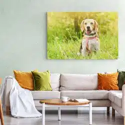 Tablou caine Beagle in natura 4188 living 1