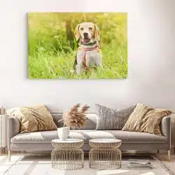 Tablou caine Beagle in natura 4188 living modern 3