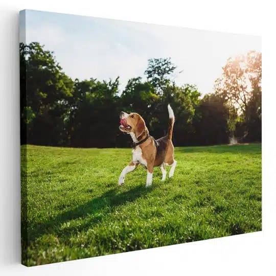 Tablou caine Beagle in natura 4189