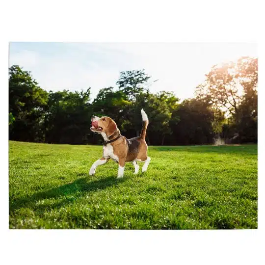 Tablou caine Beagle in natura 4189 front