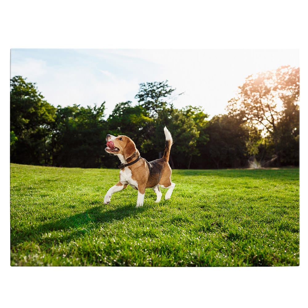 Tablou caine Beagle in natura - Material produs:: Poster pe hartie FARA RAMA, Dimensiunea:: 80x120 cm