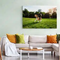 Tablou caine Beagle in natura 4189 living 1