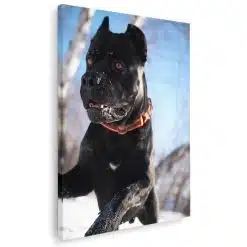 Tablou caine Cane Corso 4162