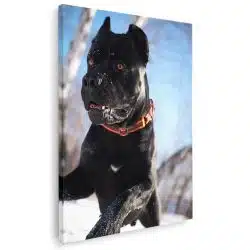 Tablou caine Cane Corso 4162