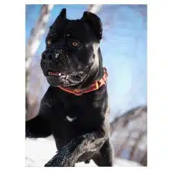 Tablou caine Cane Corso 4162 front