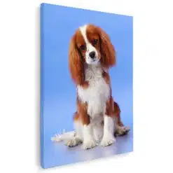 Tablou caine Cavalier King Charles Spaniel 4151