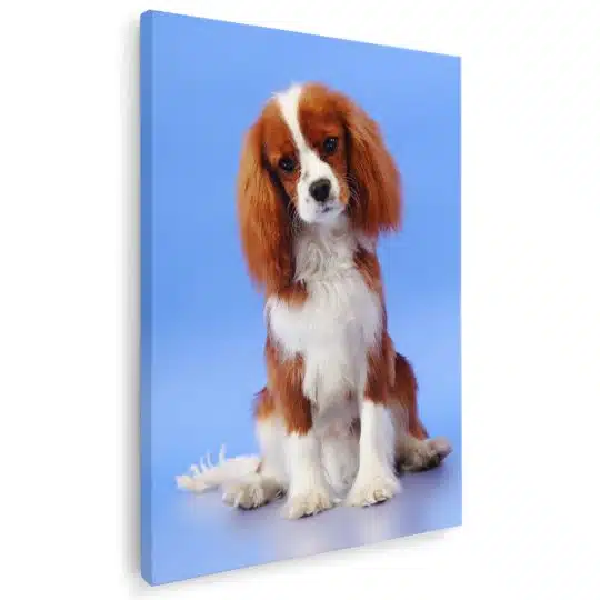 Tablou caine Cavalier King Charles Spaniel 4151