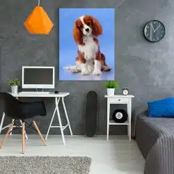 Tablou caine Cavalier King Charles Spaniel 4151 camera tineret