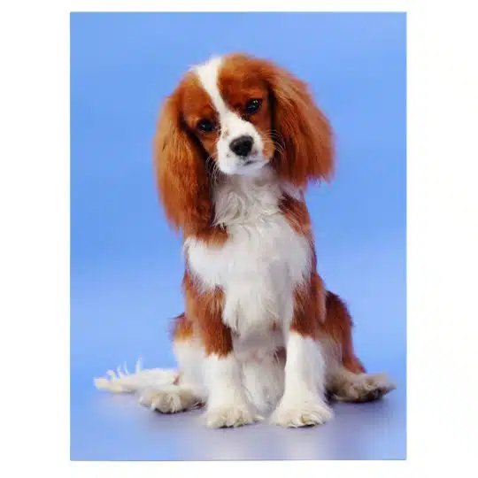 Tablou caine Cavalier King Charles Spaniel 4151 front