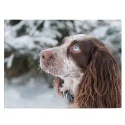 Tablou caine Cocker Spaniel 4181 front