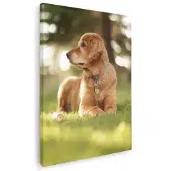 Tablou caine Golden Retriever 4160