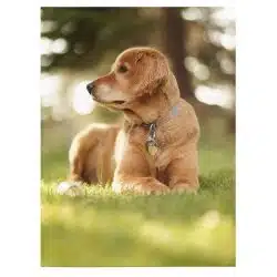 Tablou caine Golden Retriever 4160 front