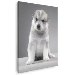 Tablou caine Husky Siberian 4161