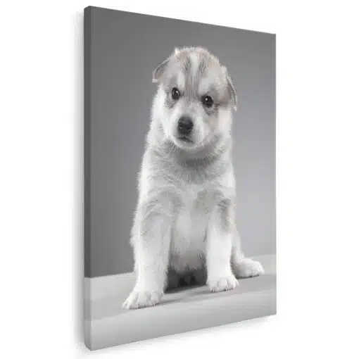 Tablou caine Husky Siberian 4161