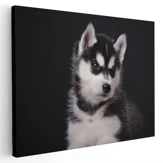 Tablou caine Husky siberian 3254