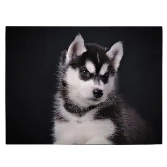 Tablou caine Husky siberian 3254 front