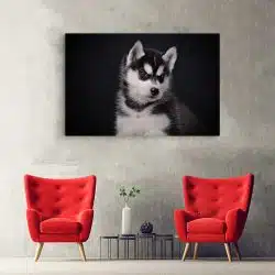 Tablou caine Husky siberian 3254 hol