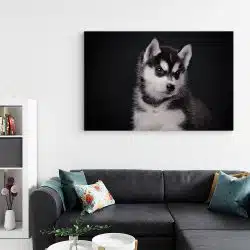 Tablou caine Husky siberian 3254 living