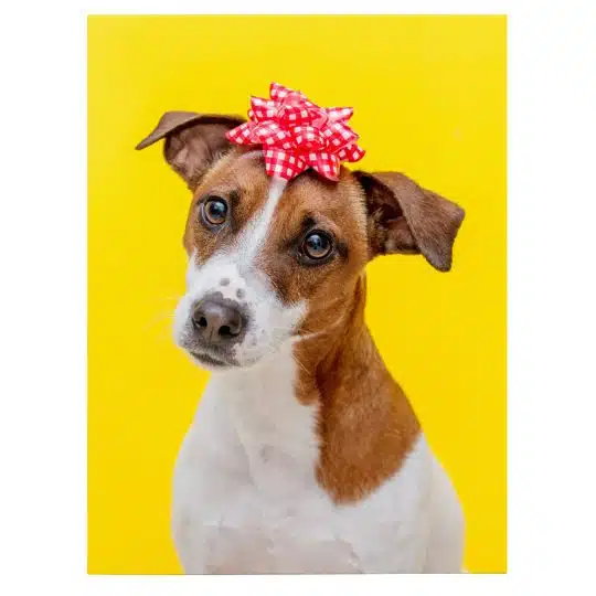 Tablou caine Jack Russell Terrier cu funda 4145 front