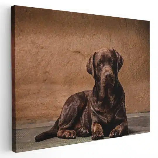 Tablou caine Labrador Retriever maro 3255