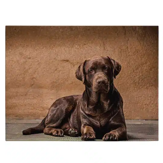 Tablou caine Labrador Retriever maro 3255 front