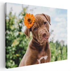 Tablou câine Pitbull cu floare 4171
