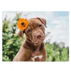 Tablou câine Pitbull cu floare 4171 front