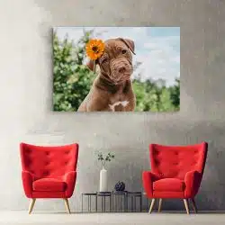 Tablou câine Pitbull cu floare 4171 hol