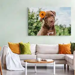 Tablou câine Pitbull cu floare 4171 living 1