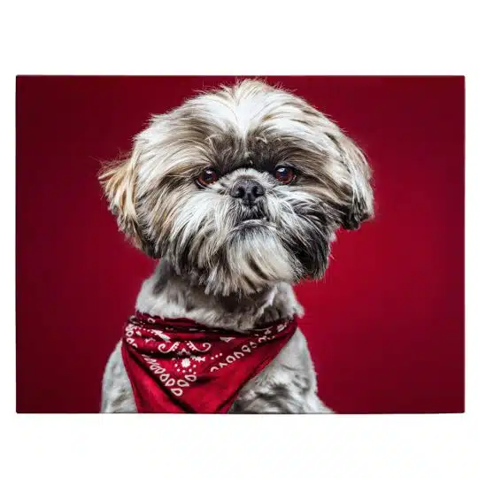 Tablou caine Shih Tzu cu bandana 4178 front