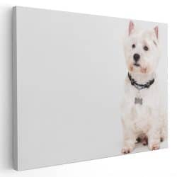 Tablou caine West Highland White Terrier 4169