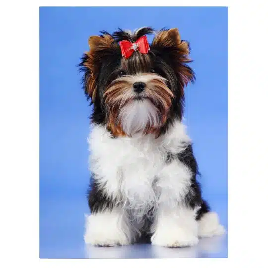 Tablou caine Yorkshire Terrier cu fundita 4149 front