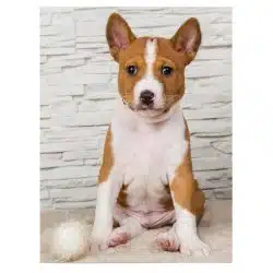 Tablou caine rasa Basenji 4159 front