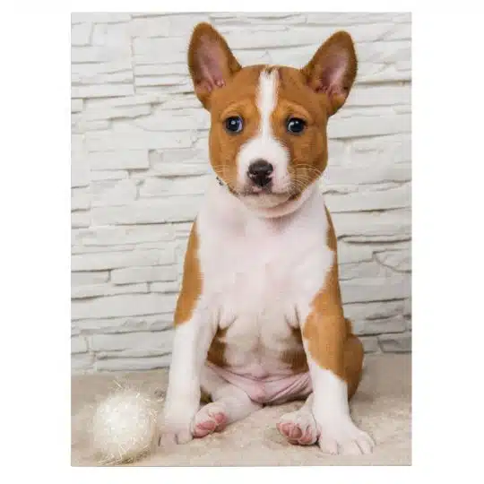 Tablou caine rasa Basenji 4159 front