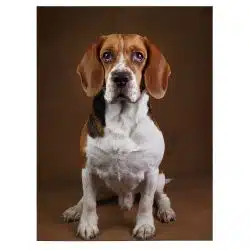 Tablou caine rasa Beagle 4157 front