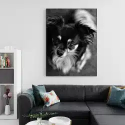 Tablou caine rasa Chihuahua 4164 living 2