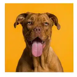 Tablou caine rasa Dog de Bordeaux 4259 front