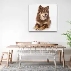 Tablou caine rasa Lapphund finlandez 4260 bucatarie