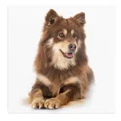 Tablou caine rasa Lapphund finlandez 4260 front